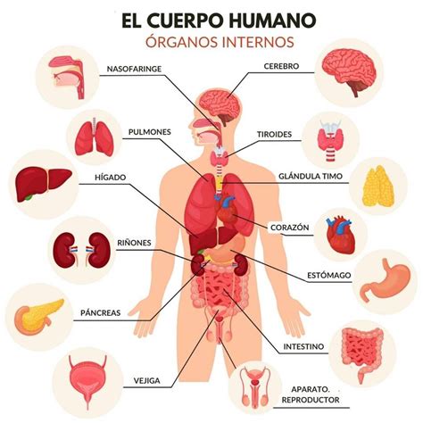 Organos Del Cuerpo Humano Cuantos Tiene Cuales Son Caracteristicas Y