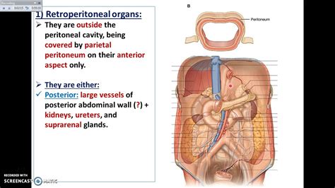 Retroperitoneal Organs Overview