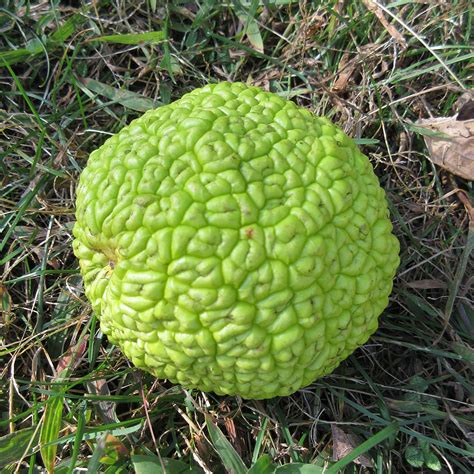 Osage Orange Fruit Facts