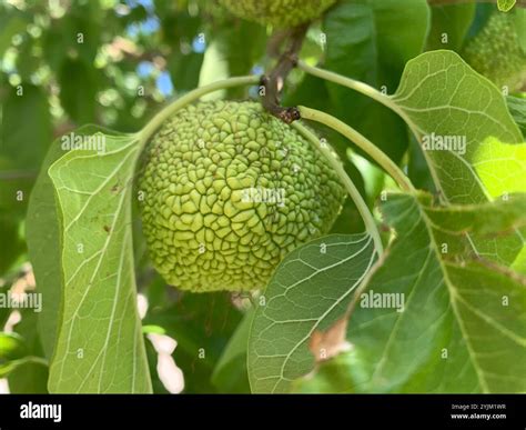 Osage Orange Maclura Pomifera Stock Photo Image 45461776