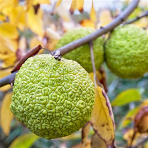 Osage Orange One Green World