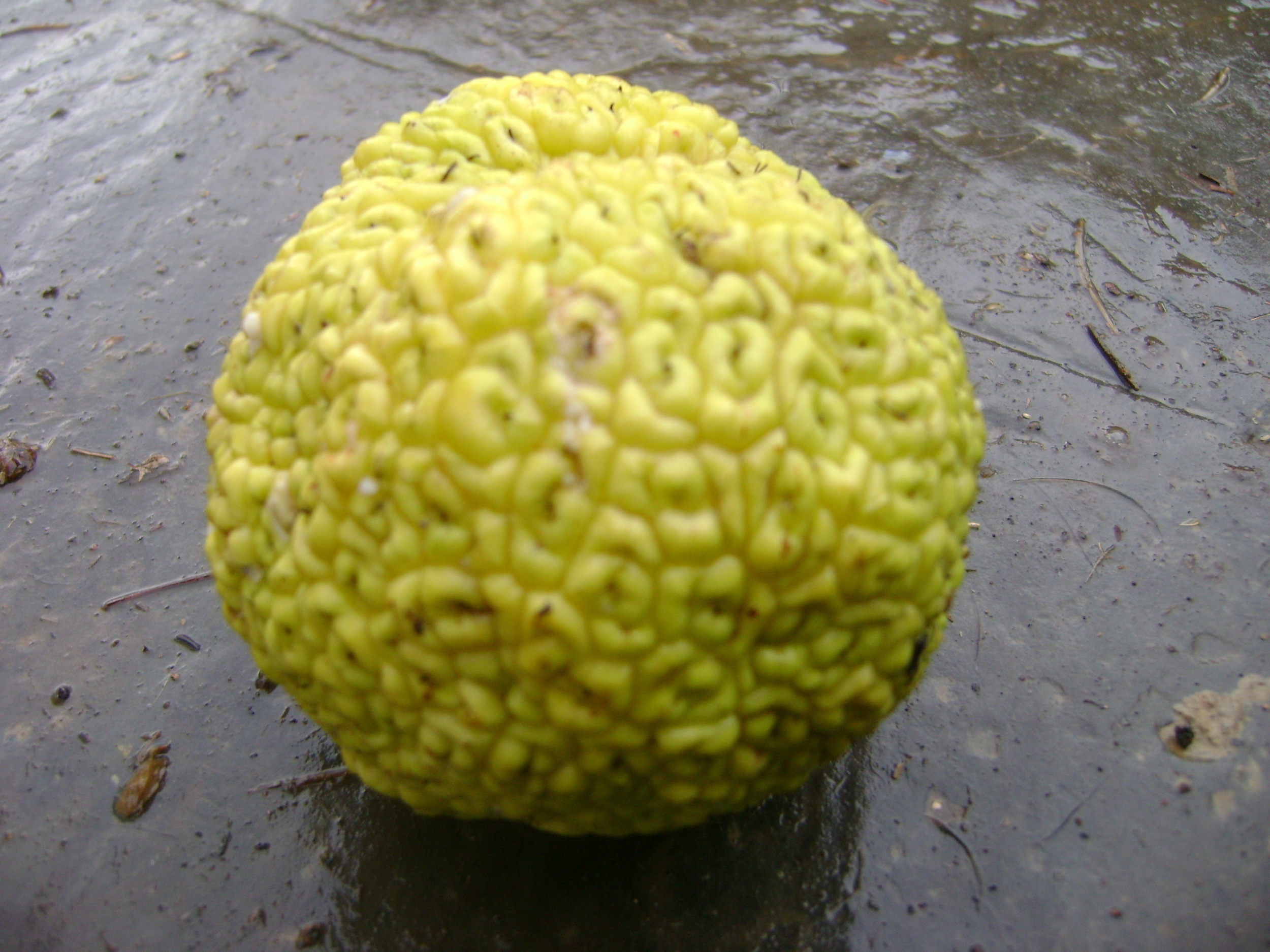 5 Osage Orange Tree Facts