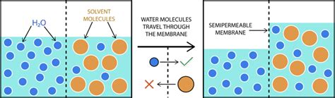 Osmosis Advanced Ck 12 Foundation