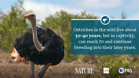 Ostrich Fact Sheet Blog Nature Pbs