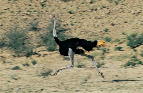 Ostrich Habitat Food Facts Britannica