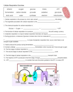 Overview Of Cellular Respiration Worksheets