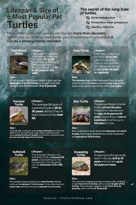 Painted Turtle Lifespan Facts