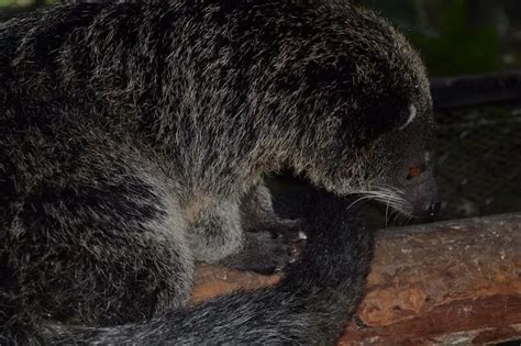 Palawan Binturong Facts Diet Habitat Pictures On Animalia Bio