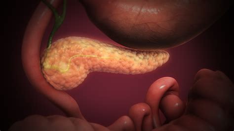 Pancreas Functions And Diseases Scientific Animations