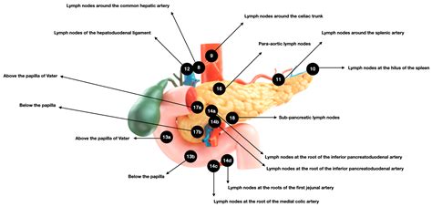 Pancreas Unremarkable Pancreas