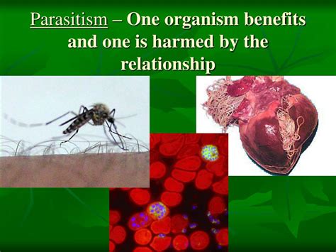 Parasitism Benefits One Organism
