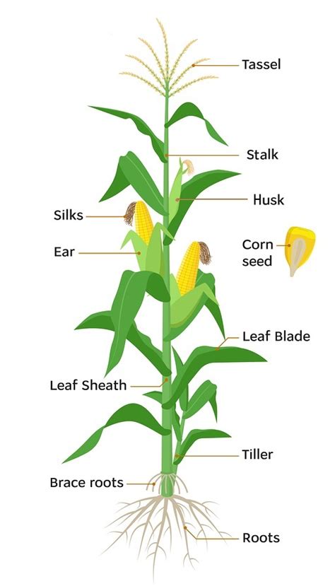 6 Parts Corn