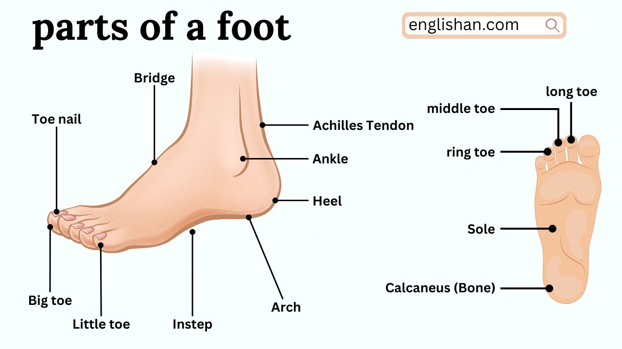 Parts Of A Foot