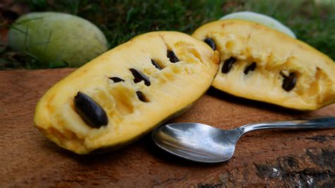 Pawpaw Fruit Here S What To Know About North America S Largest Native