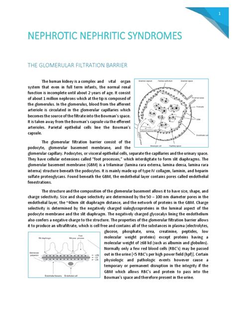 Pdf Pediatric Nephrotic Nephritic Syndromes Dokumen Tips