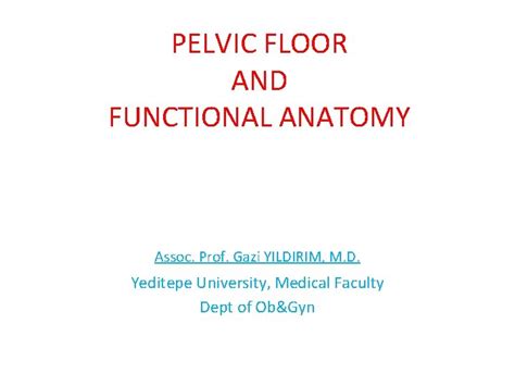 Pelvic Floor And Functional Anatomy Assoc Prof Gazi