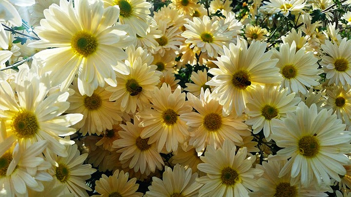 Penn State Extension Timely Gardening Tips For Autumn By Master