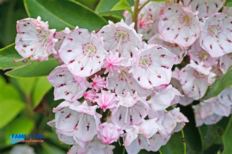 Pennsylvania State Flower Mountain Laurel