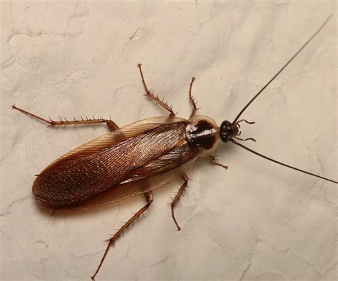 Pennsylvania Wood Cockroach Facts Identification And Pictures