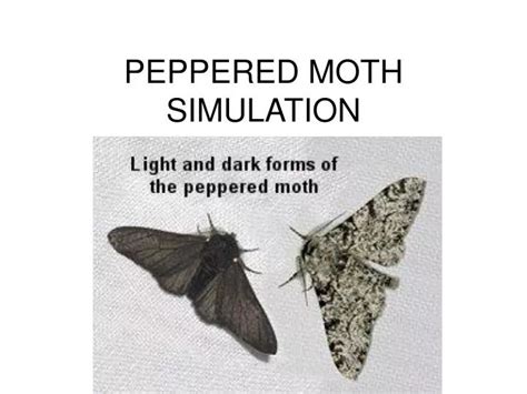 5 Ways Moth Game Works