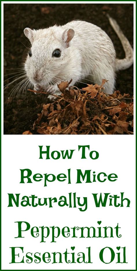 Peppermint Oil For Getting Rid Of Mice Organic Palace Queen How To