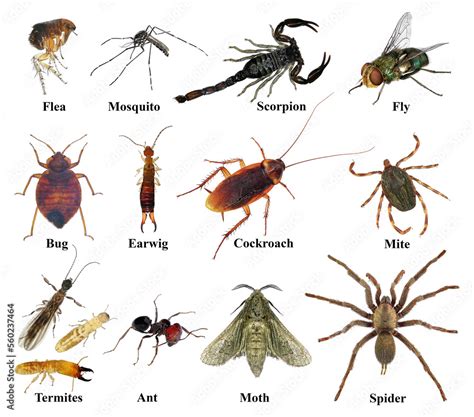 Pests Types Pestbye
