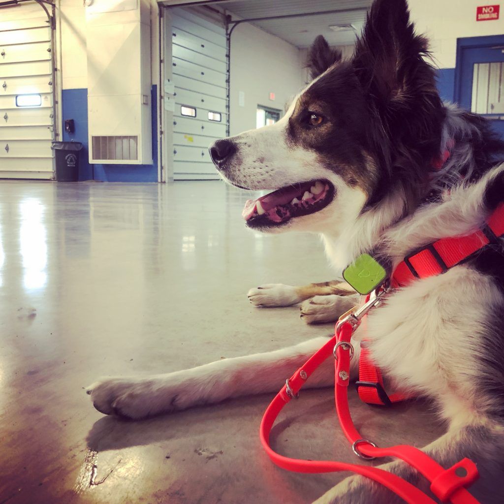 Pet Clinic In Colorado Springs Co Powers Pet Emergency Flickr