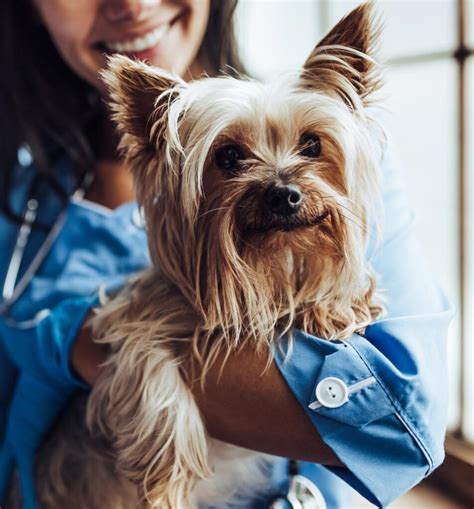 Pet Urgent Care Emergency Vet In Ann Arbor Mi Ann Arbor Animal