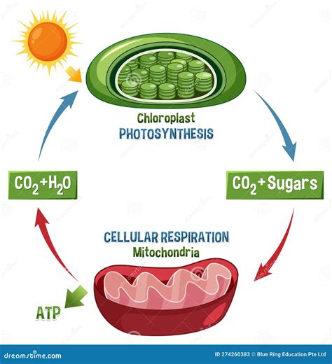 Photosynthesis vs Cellular Respiration