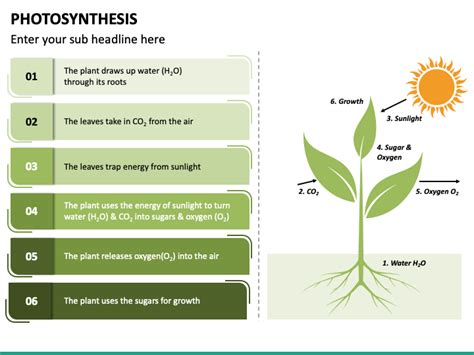 Photosynthesis Ppt Download