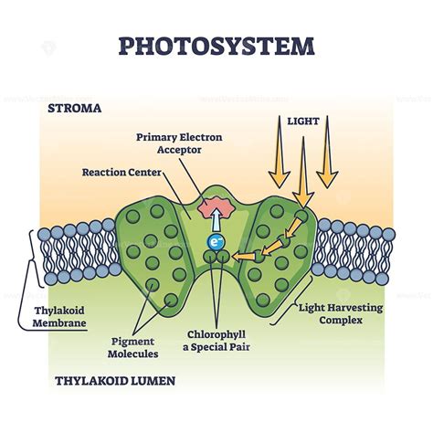 Photosystem Process As Chemical Light Absorption In Plants Outline