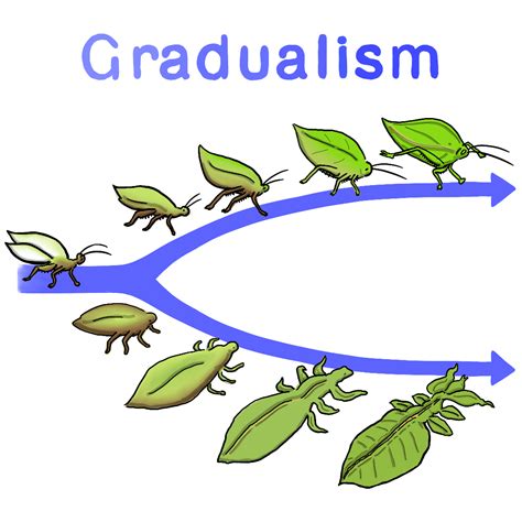 Phyletic Gradualism Definition And Examples Biology Online Dictionary