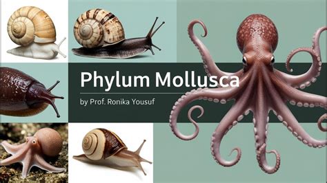 Phylum Mollusca
