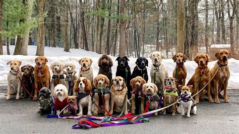 Pictures Of Pack Walking Dogs By Saratoga Dog Walkers In New York Are