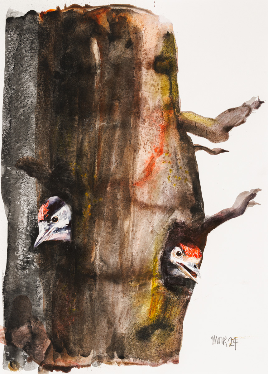Woodpeckers Pictures Gallery