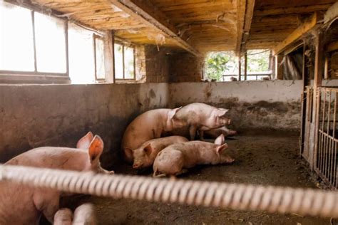 Pig Farming Facts Farm House