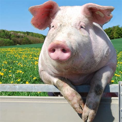 Pigs Sweat The Truth Behind The Myth