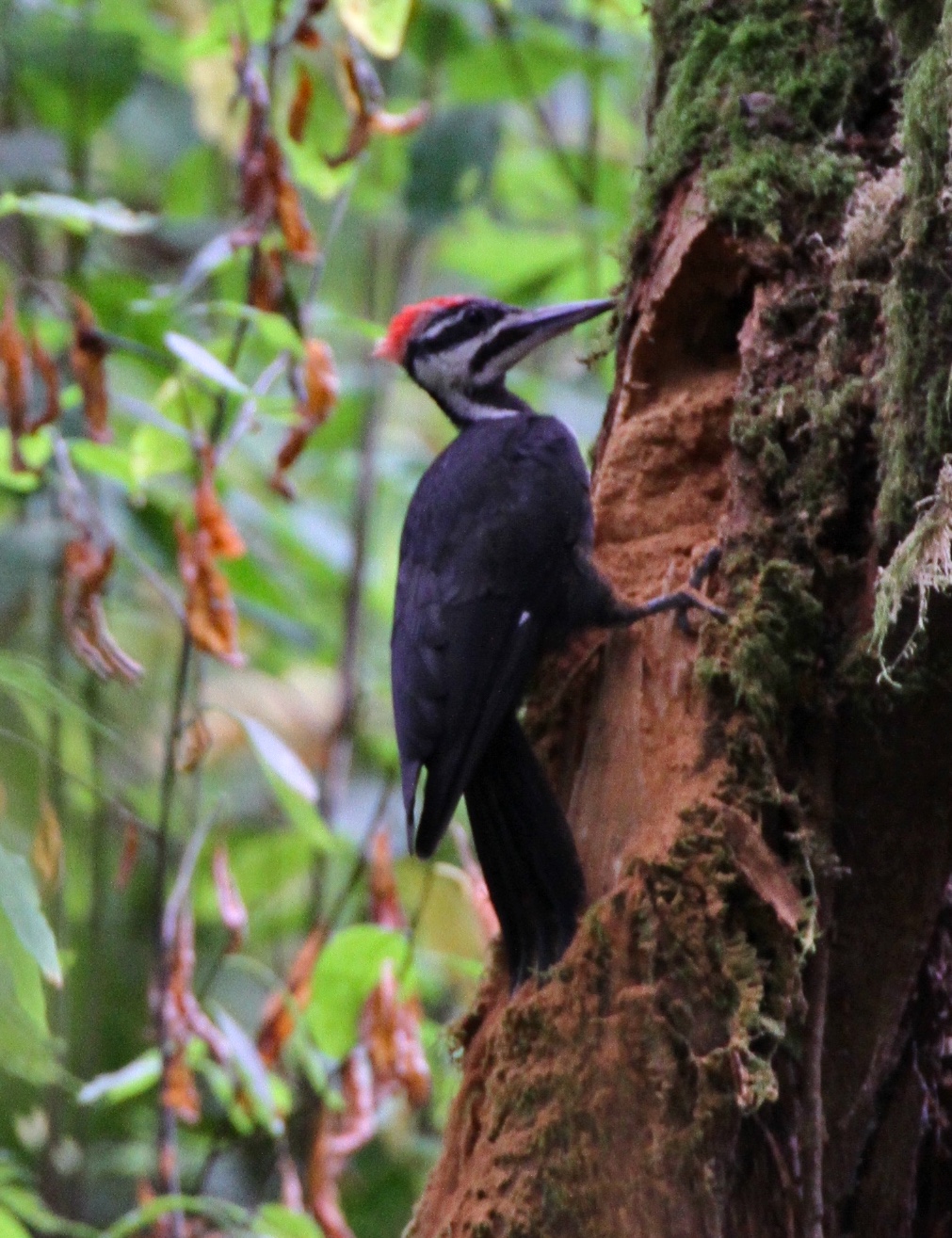 Pileated Woodpecker Welcome To Nancybirdphotography Com