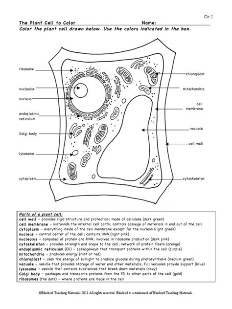 Plant Cell Color Page Hw And Worksheet Dti Pdf Endoplasmic