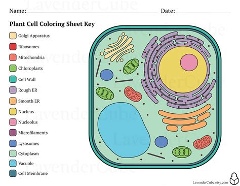 Plant Cell Color Sheet