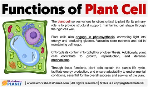 Plant Cell Parts Functions What Is A Plant Cell Video Lesson