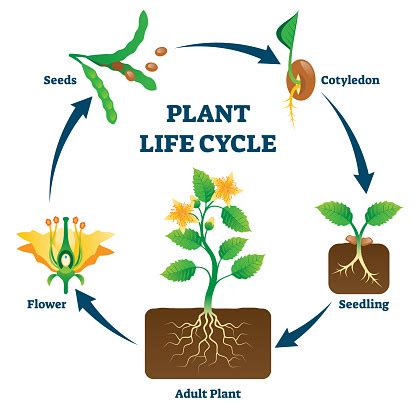 Plant Life Cycle Vector Illustration Labeled Educational Development