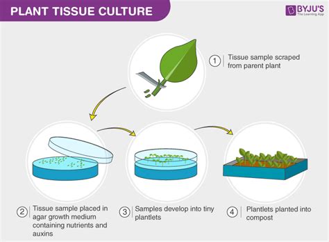 Plant Tissue Culture It S Basic Procedure And Application