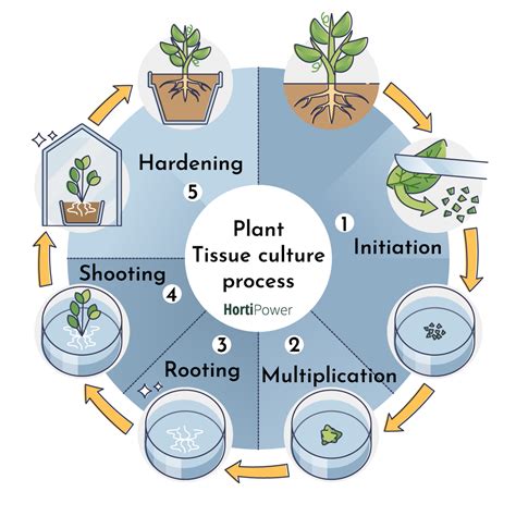 Plant Tissue Culture Basics