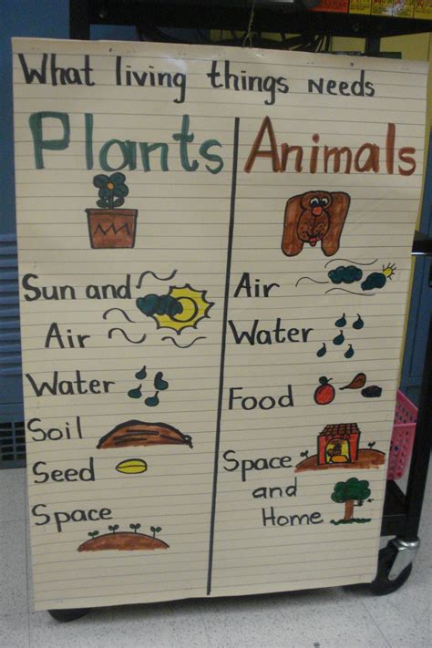 Plants And Animals Needs Anchor Chart Kindergarten Science And Social