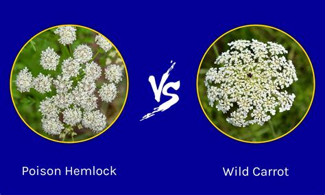Poison Hemlock Vs Wild Carrot 5 Key Differences