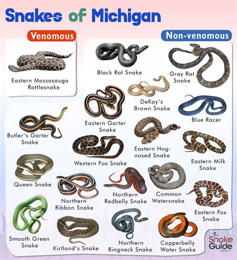 Michigan's Poisonous Snakes
