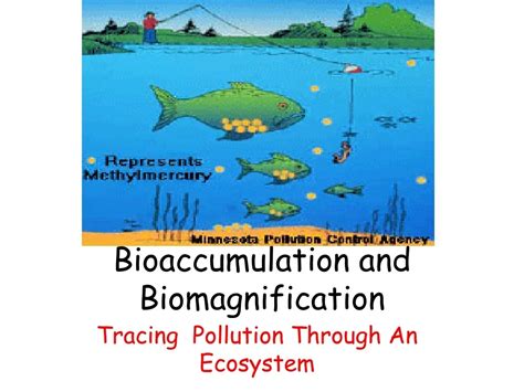 Ppt Bioaccumulation And Biomagnification Powerpoint Presentation