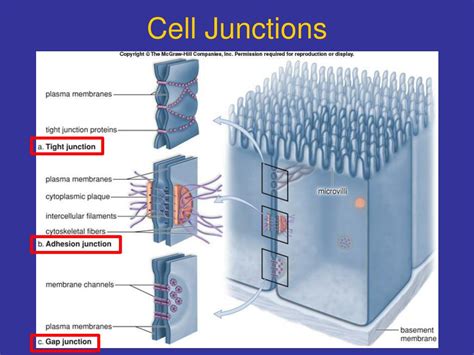 Ppt Cell Junctions Powerpoint Presentation Free Download Id 2724149