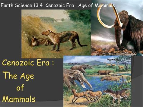 Ppt Cenozoic Era The Age Of Mammals Powerpoint Presentation Free